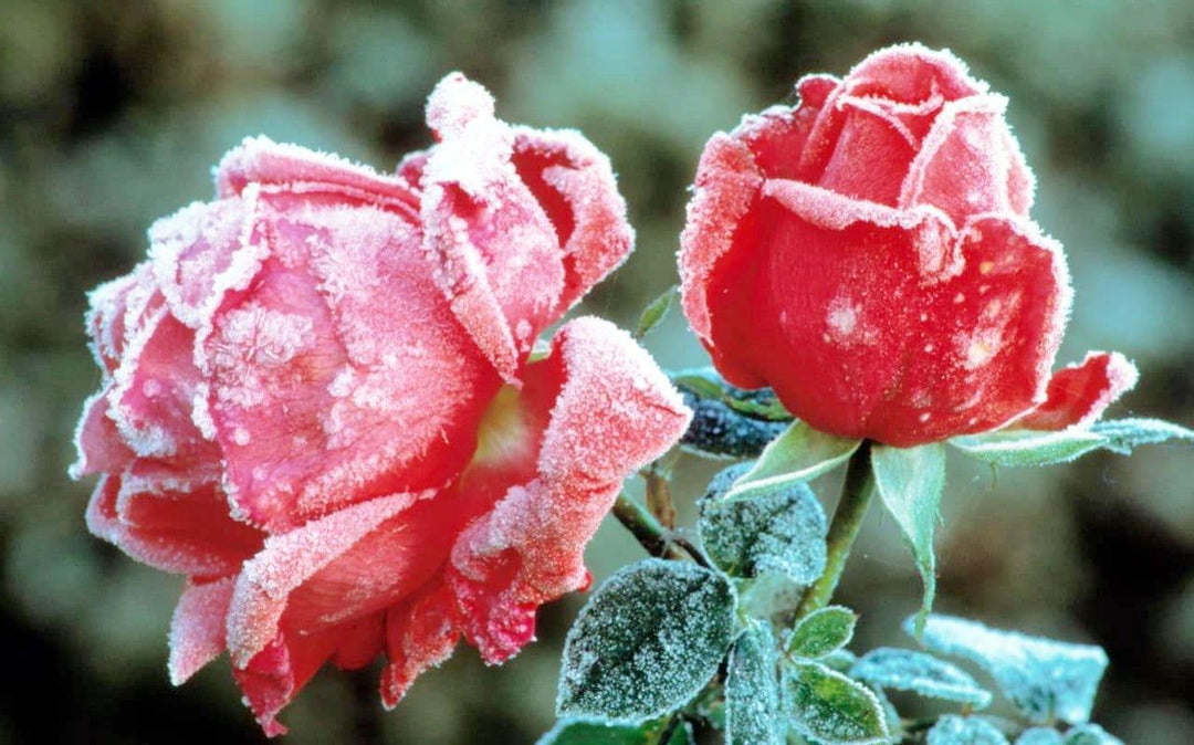 Important pentru pregatirea si protejarea trandafirilor de gradina pe timpul iernii! - Famous Roses