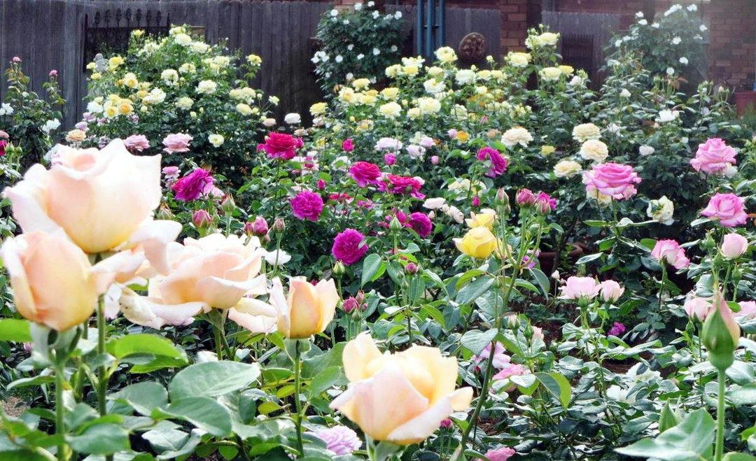 Cum ingrijim trandafirii de grădină toamna in luna Septembrie? - Famous Roses