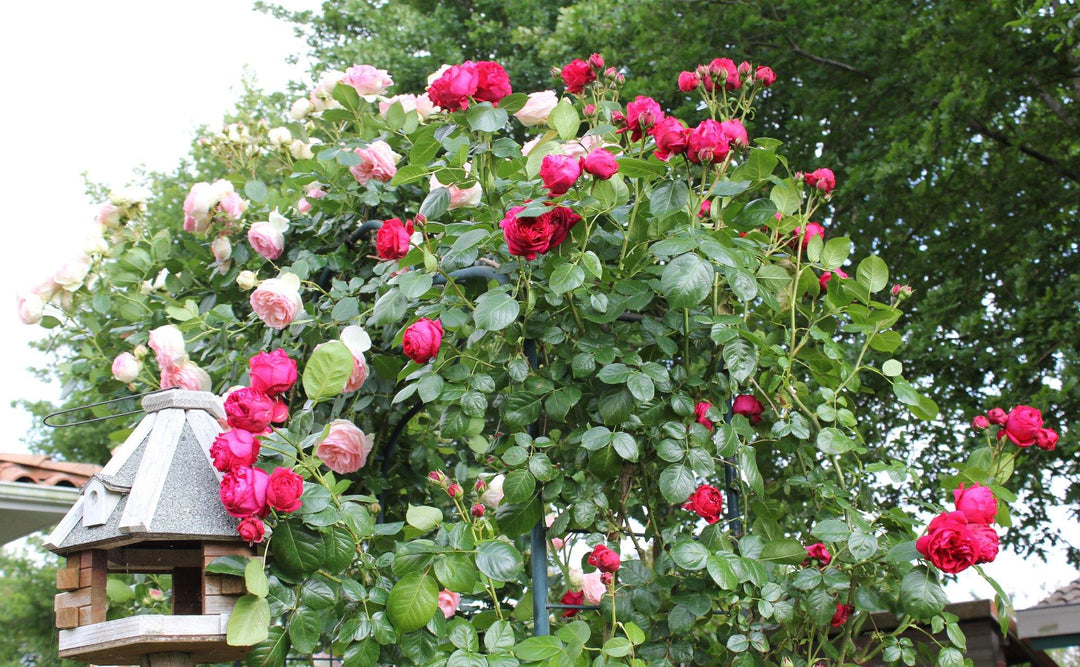 Paravanele de trandafiri, soluții de compartimentare în grădină - Famous Roses