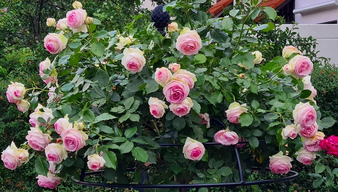 Famous Roses - Frumusețea și celebritatea trandafirilor în grădină