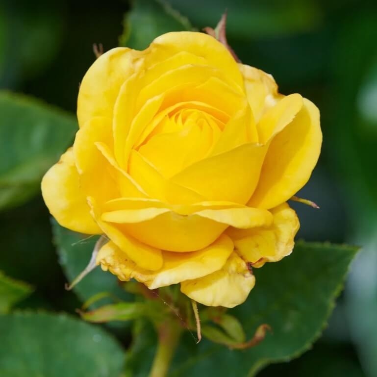 Carte D'or Trandafir Floribunda butași trandafiri de grădină