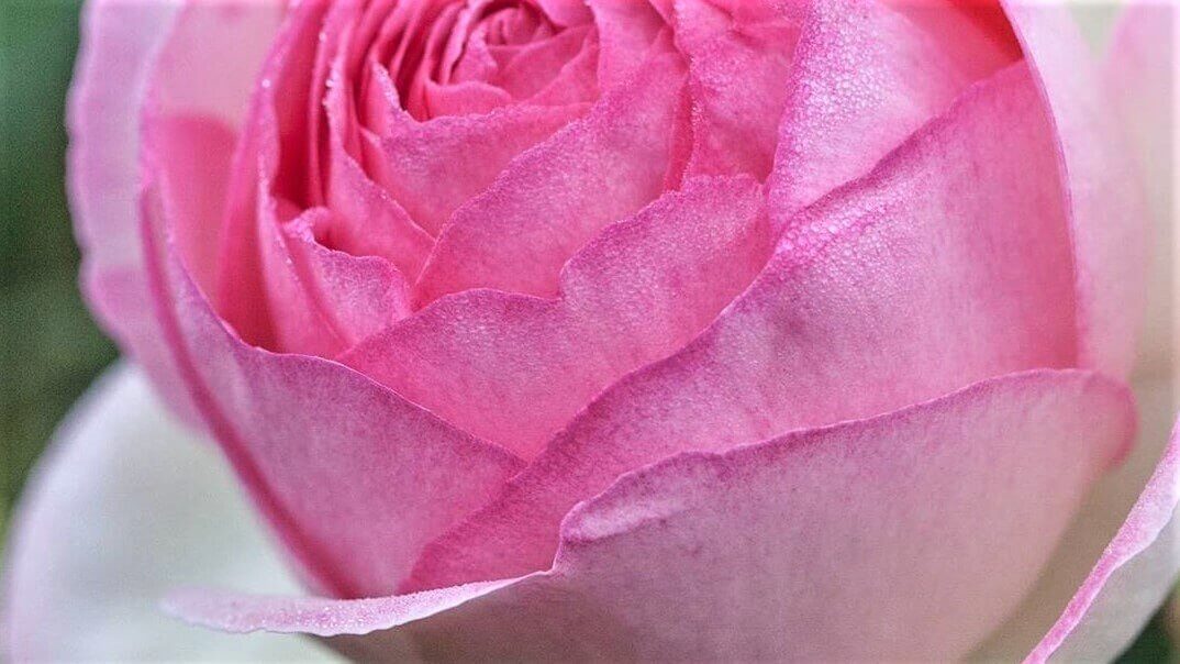 Butas trandafir de gradina Eden Rose