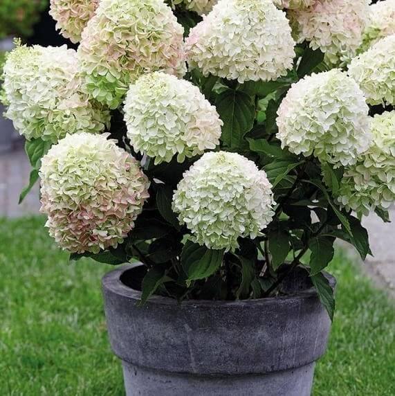 Hydrangea Paniculata Living Summer Love - Perene - Butași
