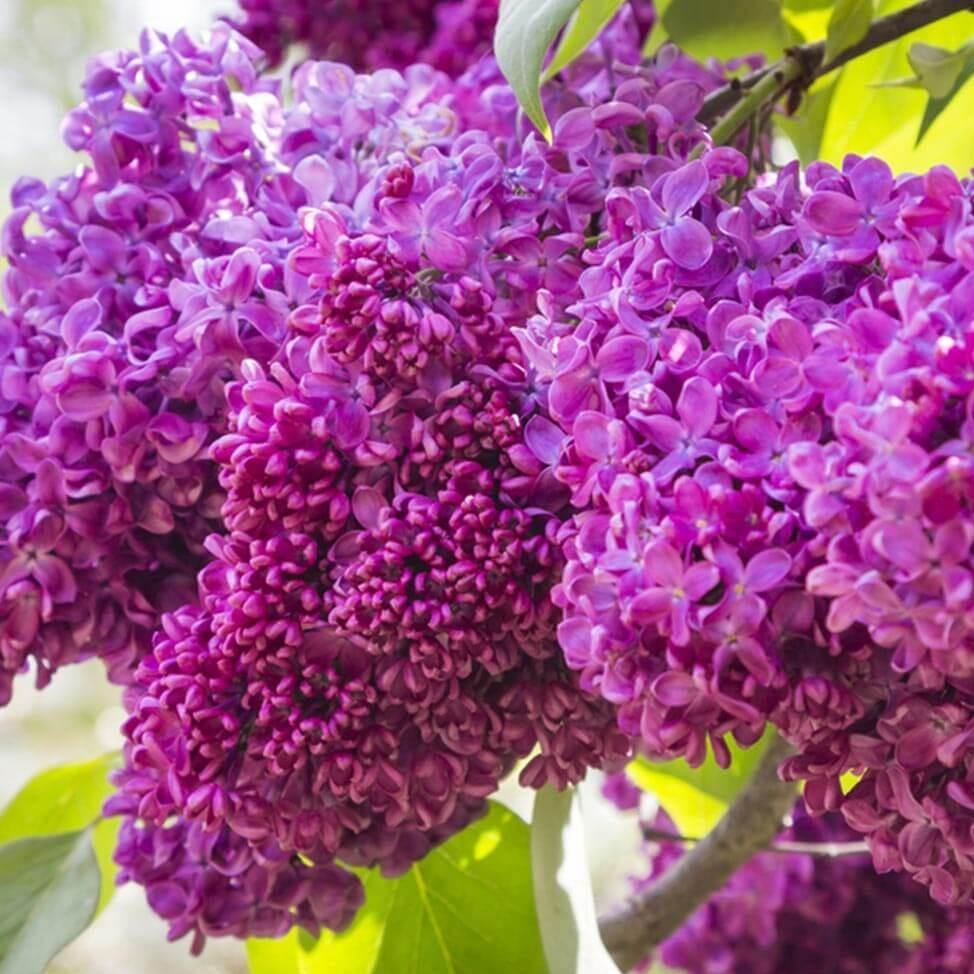 Liliac : Charles Joly - Perene - Butași trandafiri de vânzare