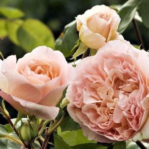 Famous Roses