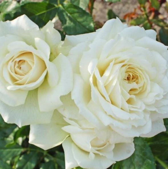 Alaska Trandafir Cățărător Urcător butași trandafiri de grădină