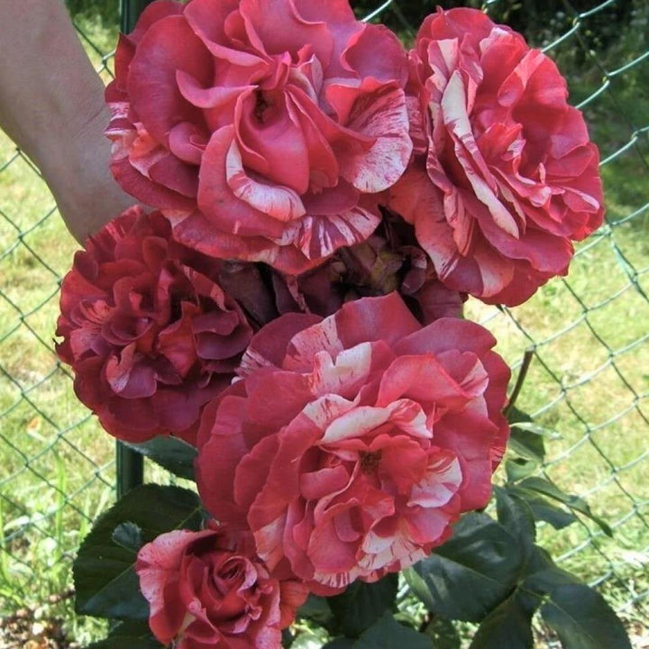 Brownie Trandafir Cățărător Urcător butași trandafiri de grădină