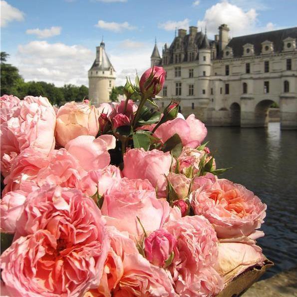 Dames de Chenonceau Trandafir Floribunda butași trandafiri de grădină