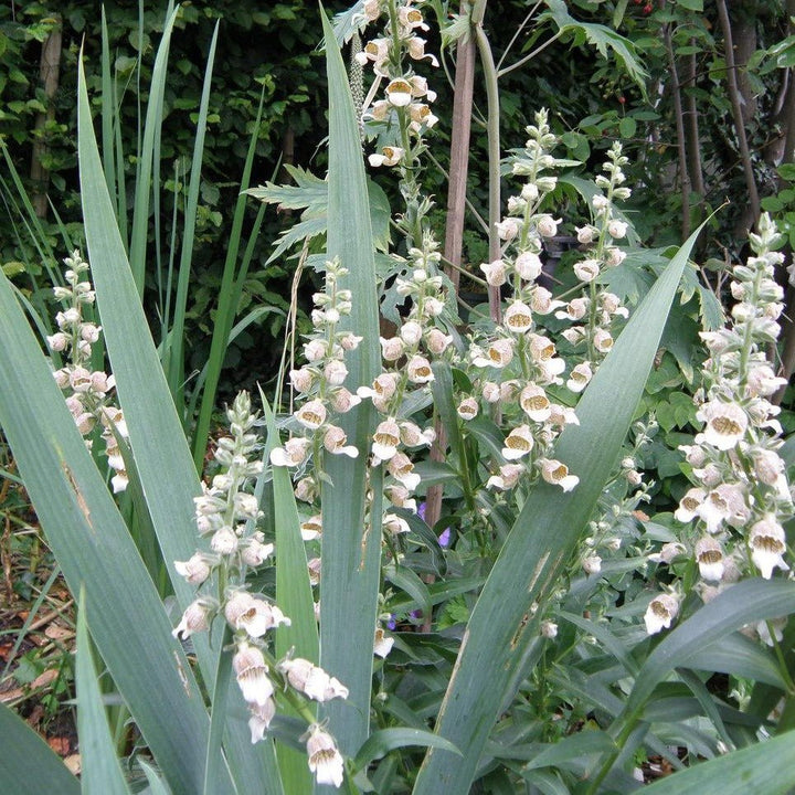 Digitalis Lanata Cafe Creme Plants butași trandafiri de grădină