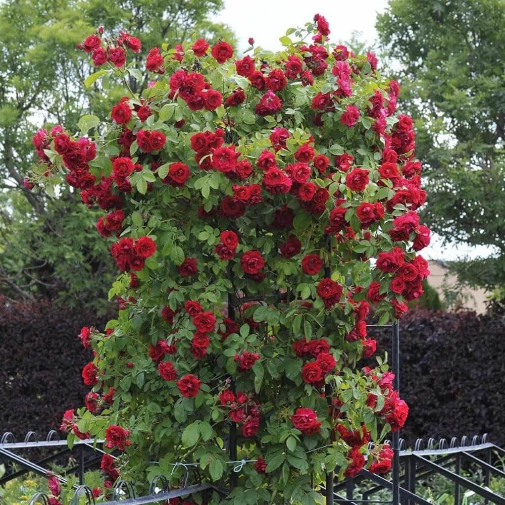 Florentina Trandafir Cățărător Urcător butași trandafiri de grădină