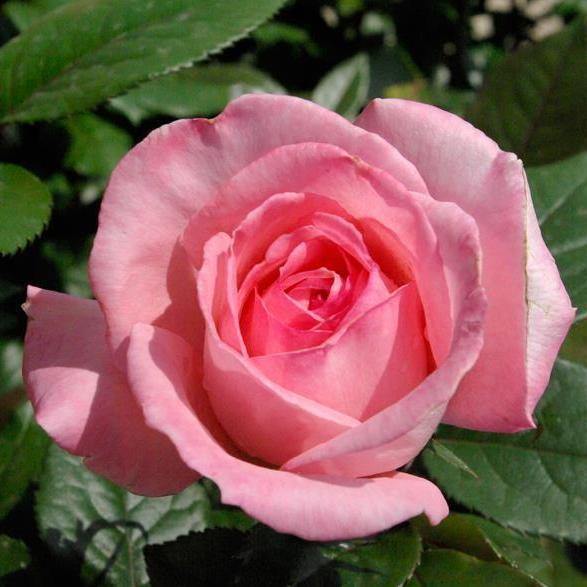 Fragonard Trandafir Teahibrid butași trandafiri de grădină