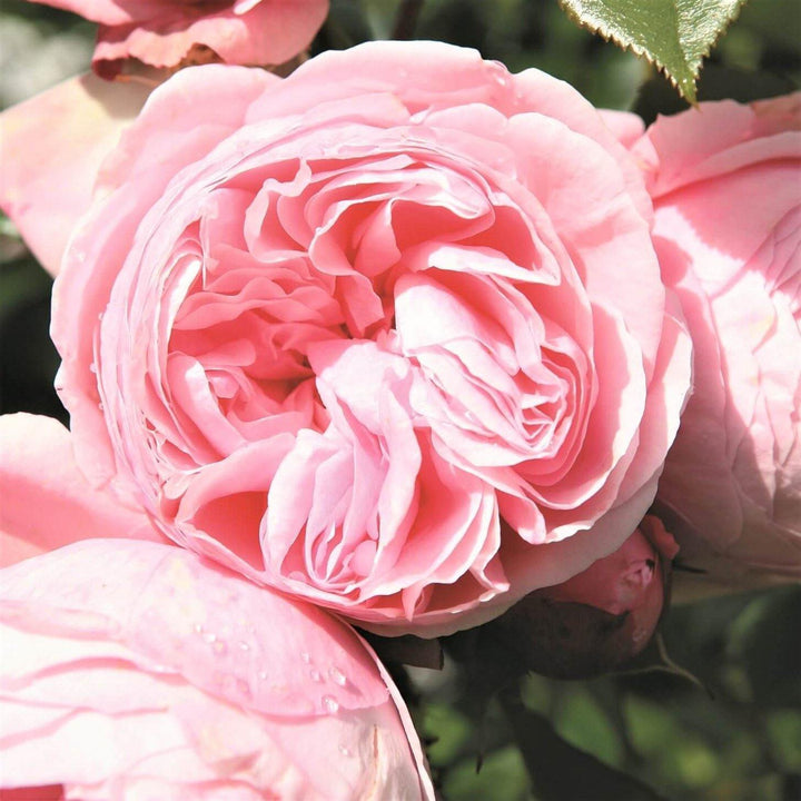 Giardina Trandafir Cățărător Urcător butași trandafiri de grădină