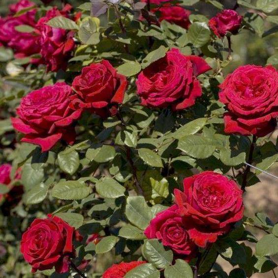 Gpt. Botero Trandafir Cățărător Urcător butași trandafiri de grădină