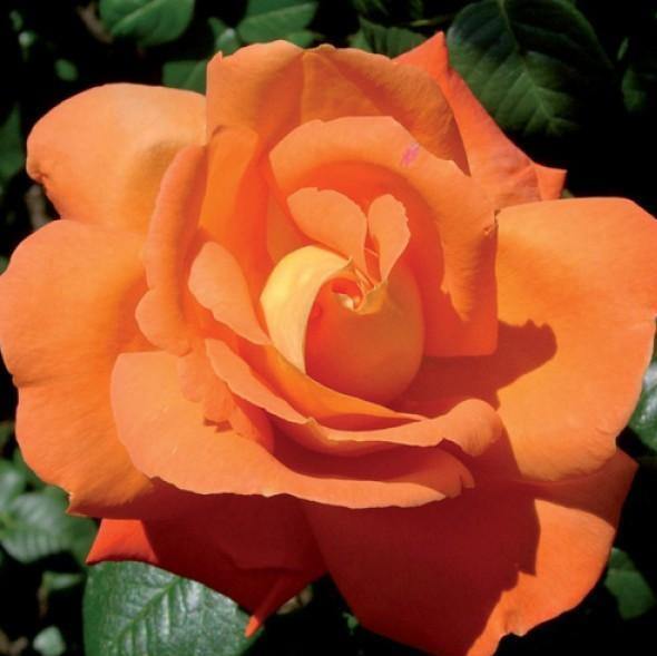 Gpt. Louis de Funes Trandafir Cățărător Urcător butași trandafiri de grădină