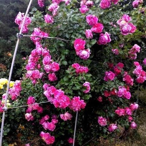 Ines Sastre Trandafir Cățărător Urcător butași trandafiri de grădină