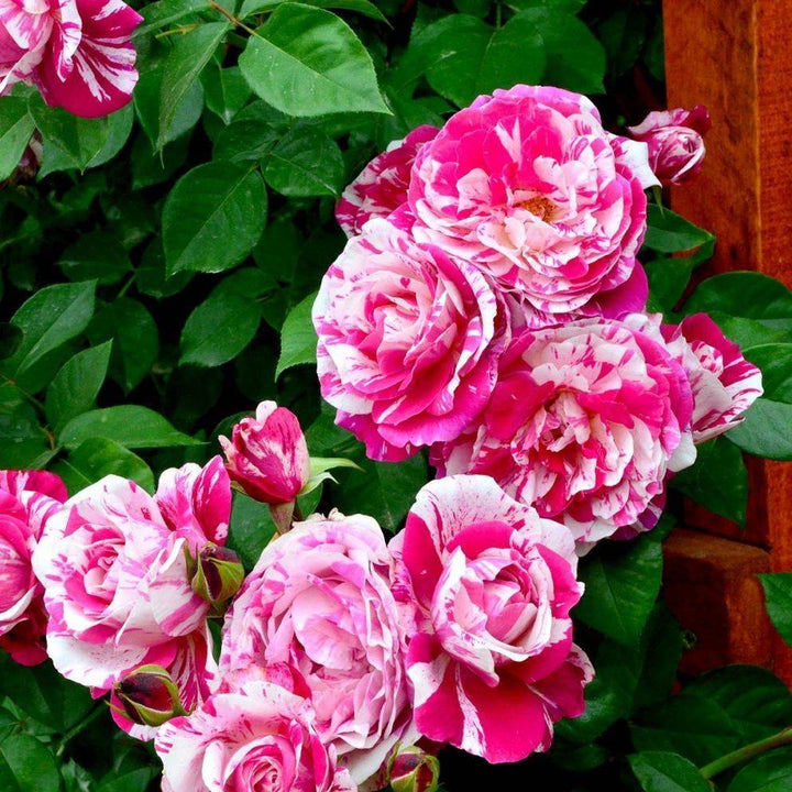 Ines Sastre Trandafir Cățărător Urcător butași trandafiri de grădină