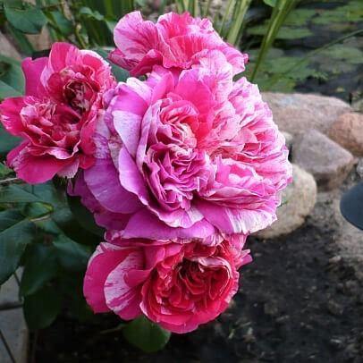 Ines Sastre Trandafir Cățărător Urcător butași trandafiri de grădină