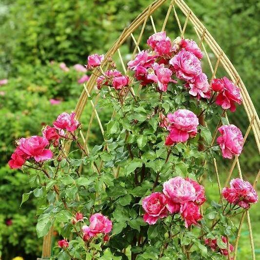 Ines Sastre Trandafir Cățărător Urcător butași trandafiri de grădină