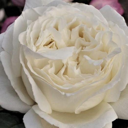 Jeanne Moreau Trandafir Teahibrid butași trandafiri de grădină