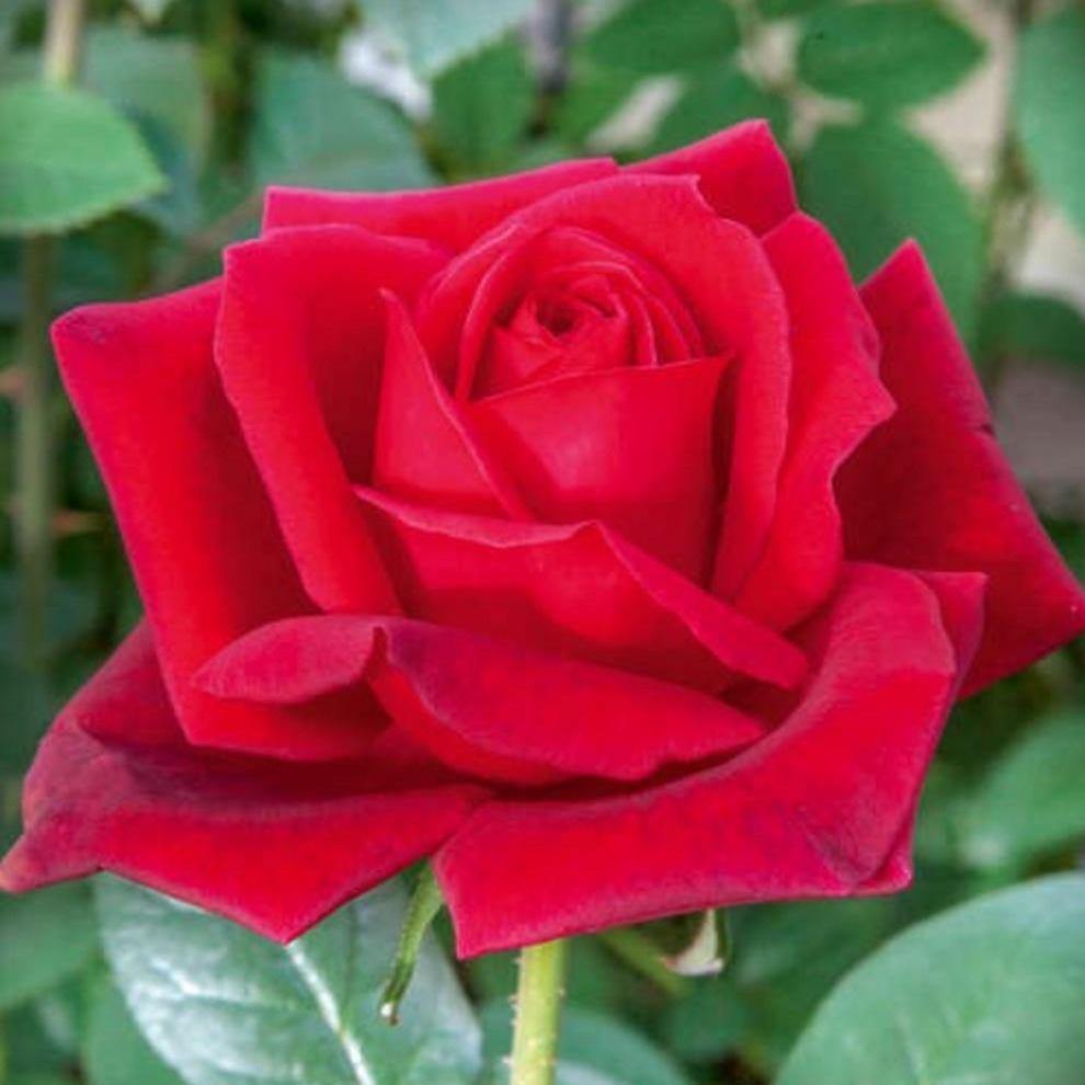 Jubile Papa Meilland Trandafir Teahibrid butași trandafiri de grădină