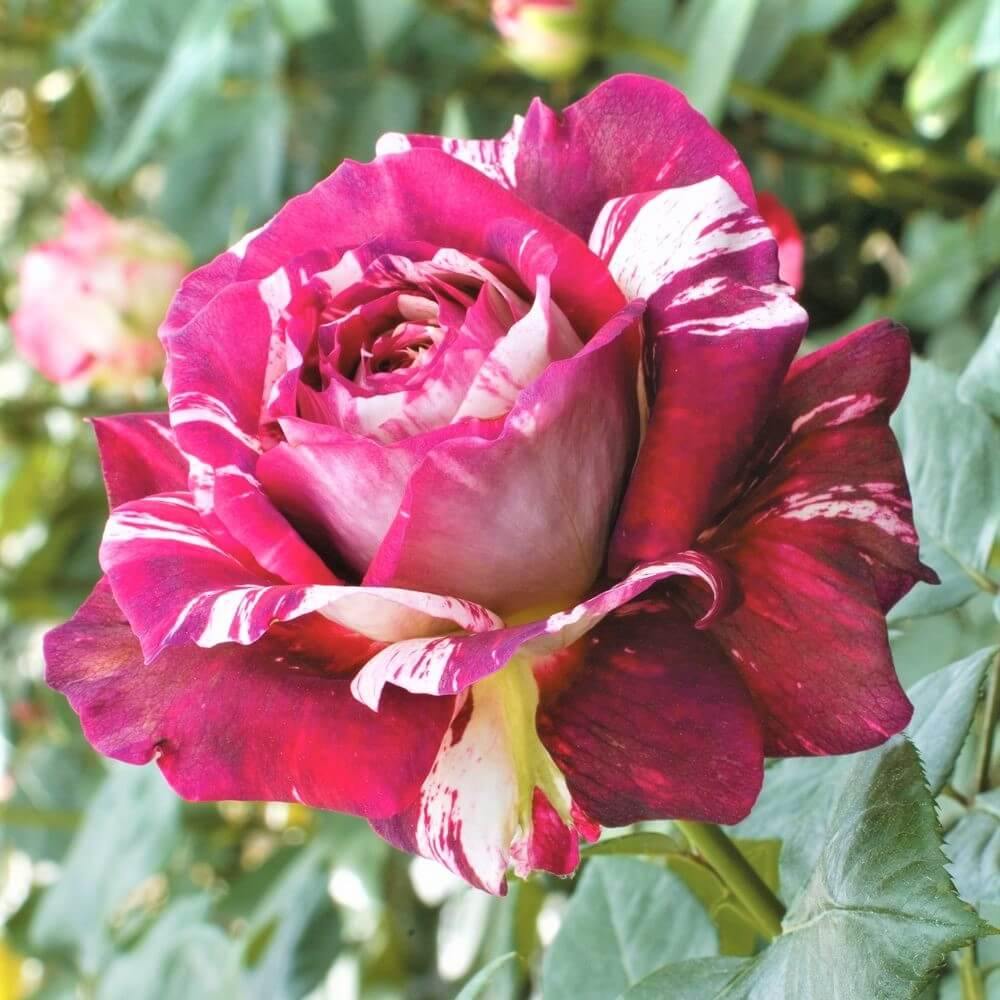 Julio Iglesias Trandafir Teahibrid butași trandafiri de grădină