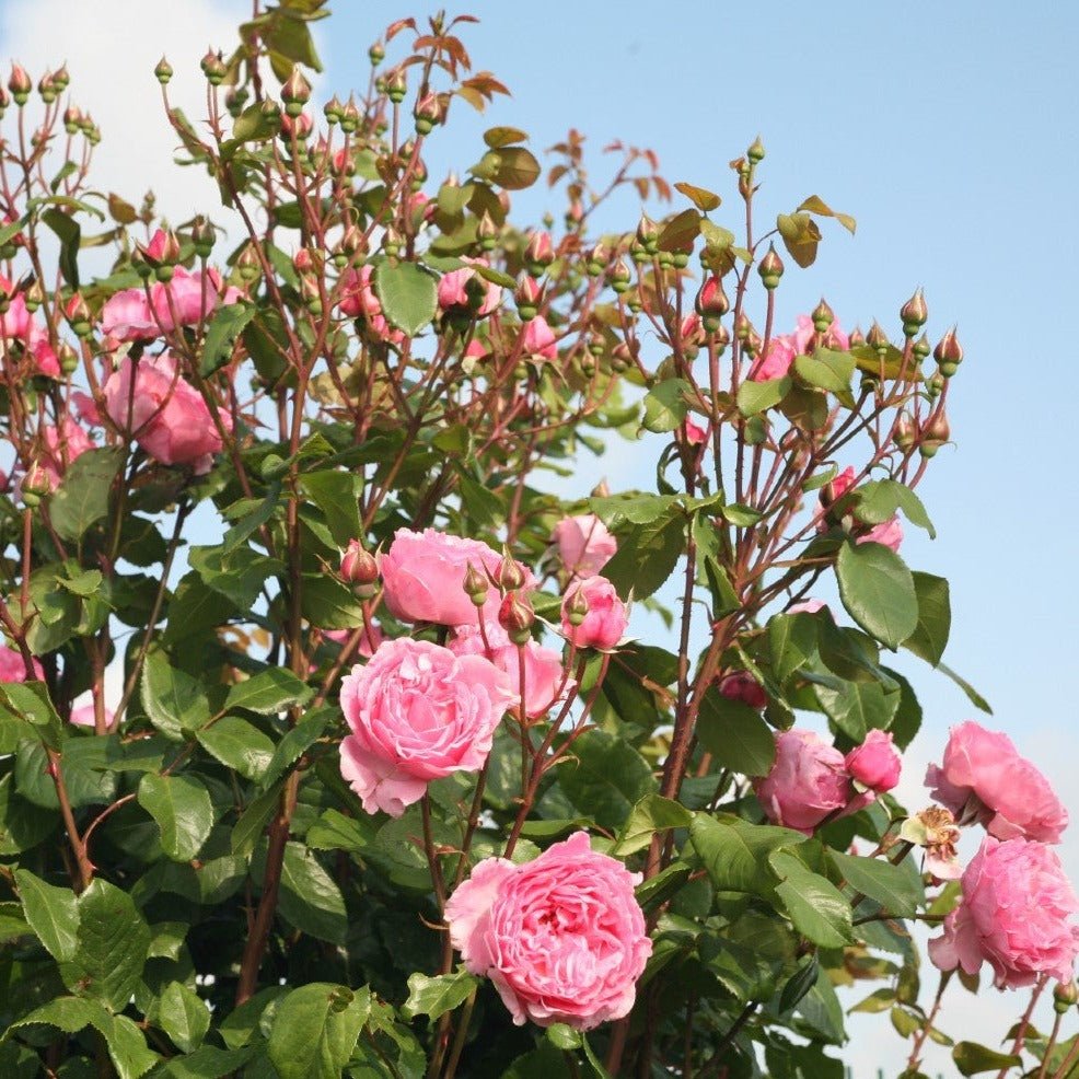 Kiss Me Kate Butasi trandafiri de gradina butași trandafiri de grădină