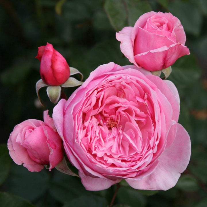 Kiss Me Kate Butasi trandafiri de gradina butași trandafiri de grădină