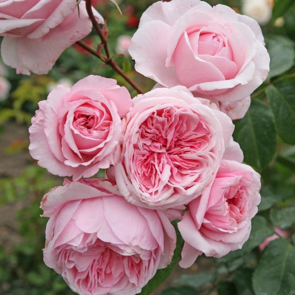 Kiss Me Kate Butasi trandafiri de gradina butași trandafiri de grădină