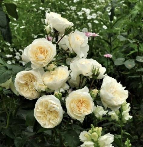 Lady Romantica Trandafir Floribunda butași trandafiri de grădină