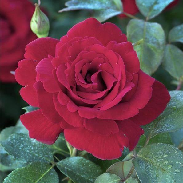 Le Rouge et Le Noire Trandafir Teahibrid butași trandafiri de grădină