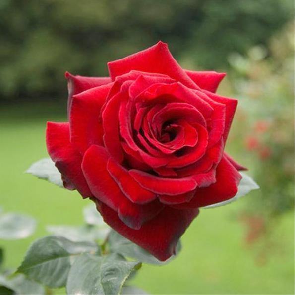 Le Rouge et Le Noire Trandafir Teahibrid butași trandafiri de grădină