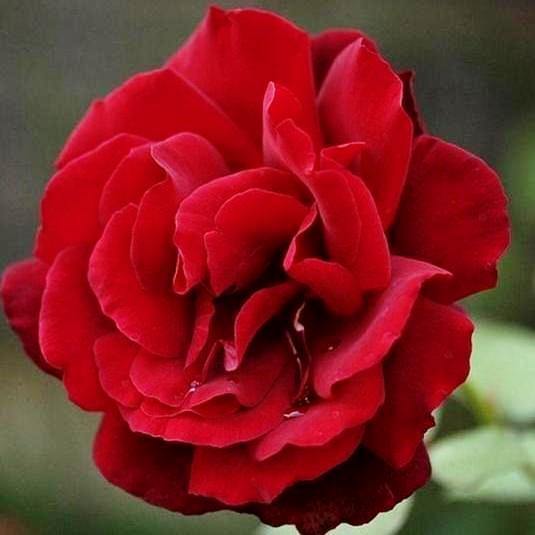 Le Rouge et Le Noire Trandafir Teahibrid butași trandafiri de grădină