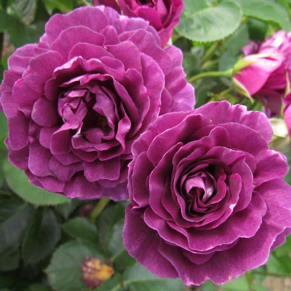 Minerva Trandafir Floribunda butași trandafiri de grădină