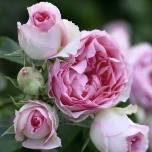 Famous Roses