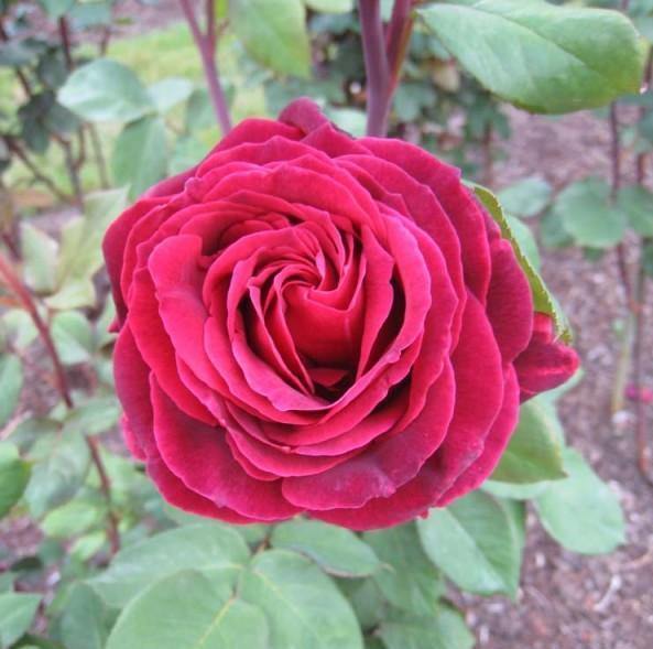 Mister Lincoln Trandafir Teahibrid butași trandafiri de grădină