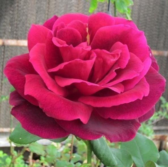 Mister Lincoln Trandafir Teahibrid butași trandafiri de grădină