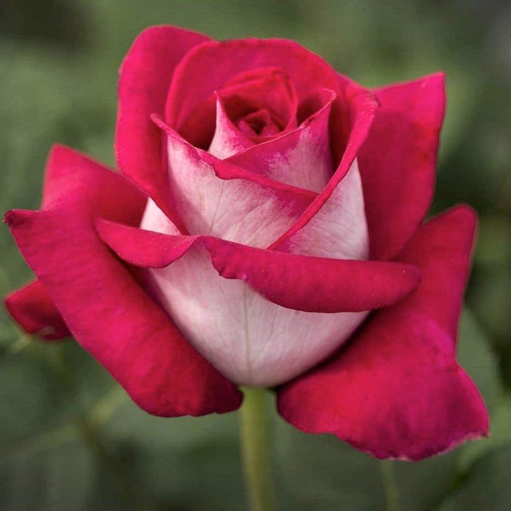 Monica Bellucci Trandafir Teahibrid butași trandafiri de grădină