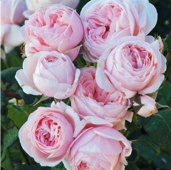 Nahema Trandafir Cățărător Urcător butași trandafiri de grădină