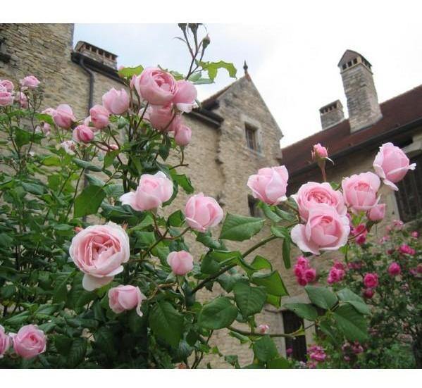 Nahema Trandafir Cățărător Urcător butași trandafiri de grădină