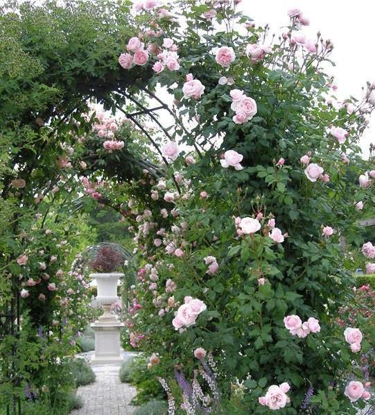 Nahema Trandafir Cățărător Urcător butași trandafiri de grădină