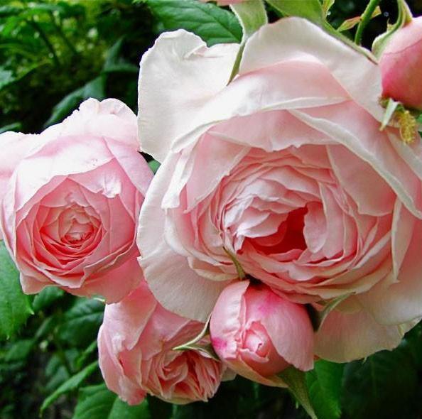 Nahema Trandafir Cățărător Urcător butași trandafiri de grădină