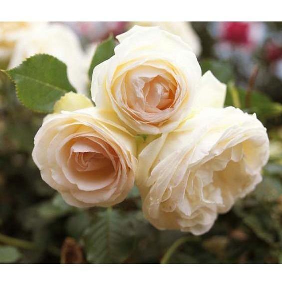 White Eden Rose (Palais Royal) Trandafir Cățărător Urcător butași trandafiri de grădină