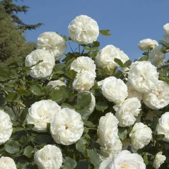 White Eden Rose (Palais Royal) Trandafir Cățărător Urcător butași trandafiri de grădină