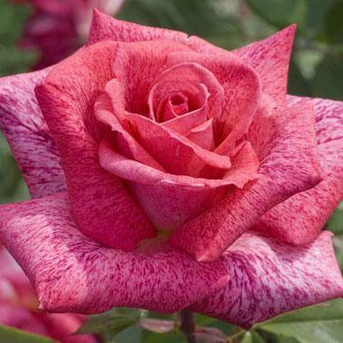 Pierre Cardin Trandafir Teahibrid butași trandafiri de grădină