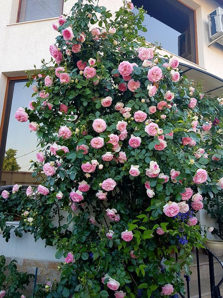 Eden Rose (Pierre de Ronsard) Trandafir Cățărător Urcător butași trandafiri de grădină