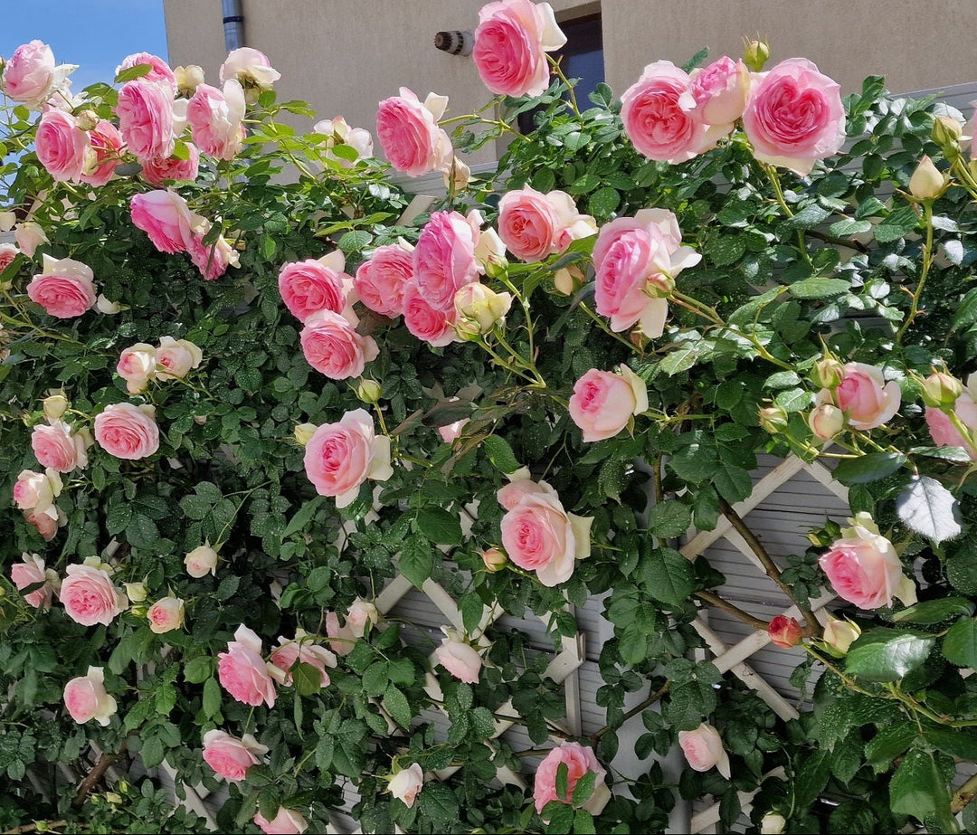 Butas trandafir de gradina catarator:  Pierre de Ronsard (Eden Rose)