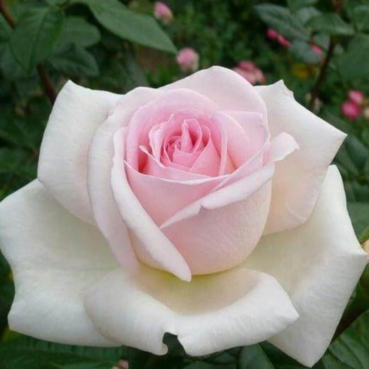 Prince Jardinier Trandafir Teahibrid butași trandafiri de grădină