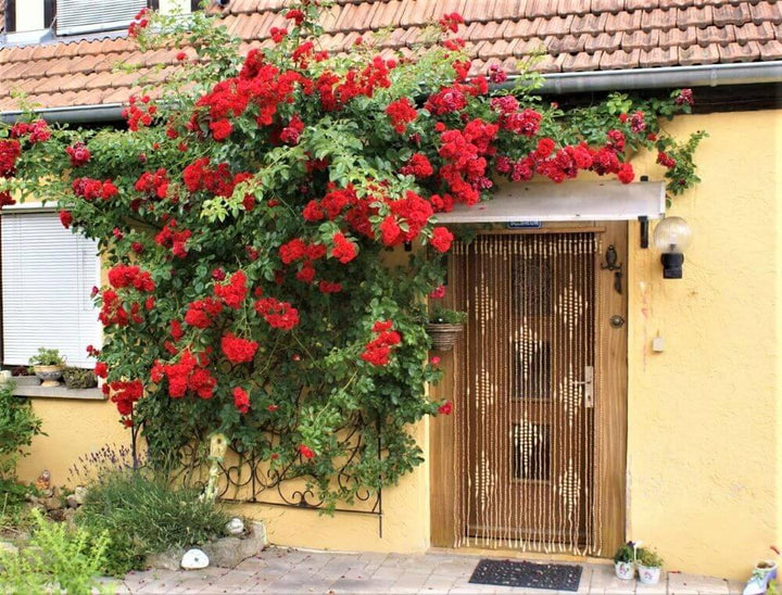 Santana Trandafir Cățărător Urcător butași trandafiri de grădină