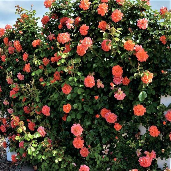 Westerland Trandafir Cățărător Urcător butași trandafiri de grădină