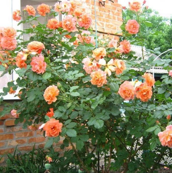 Westerland Trandafir Cățărător Urcător butași trandafiri de grădină